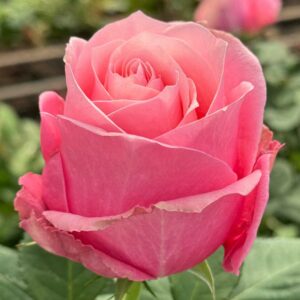 VIK-23-459-X - Africa