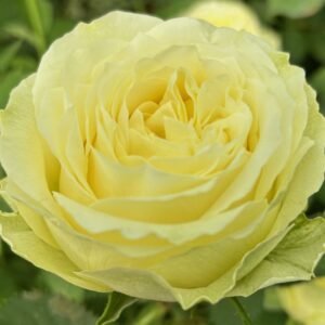 VIK-23-465-X - Africa