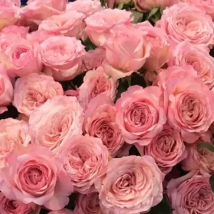 RLM® Radiant Rebecca - Africa