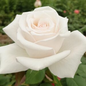 VIK-20-242-X - Africa