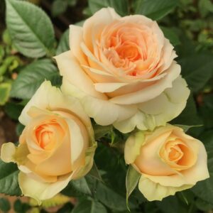 VIK-21-222-P - Latin America