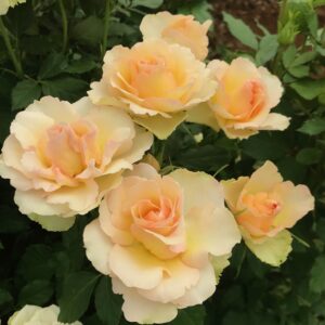 VIK-21-226-P Latin America