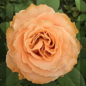 VIK-23-017-X - Africa