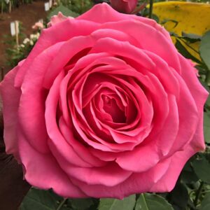 VIK-23-403-X - Latin America